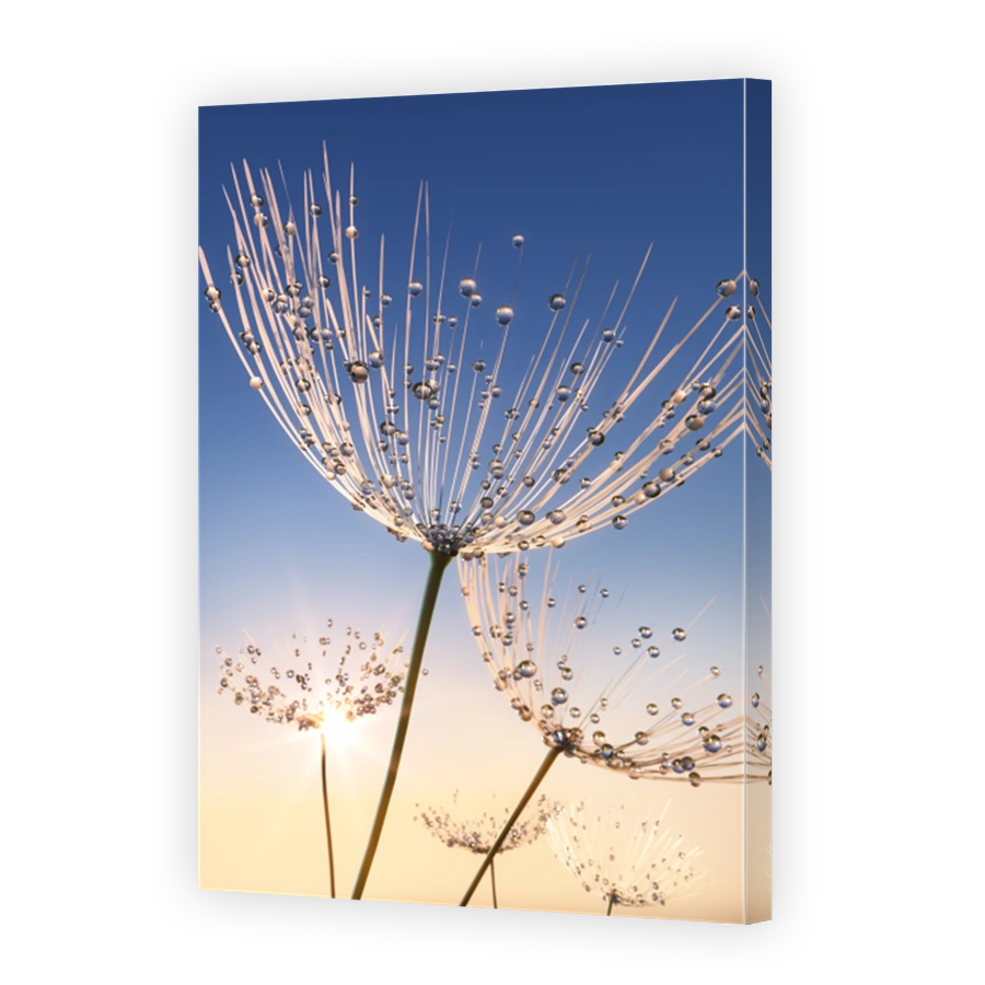 Dandelion seeds with dew drops in the sun