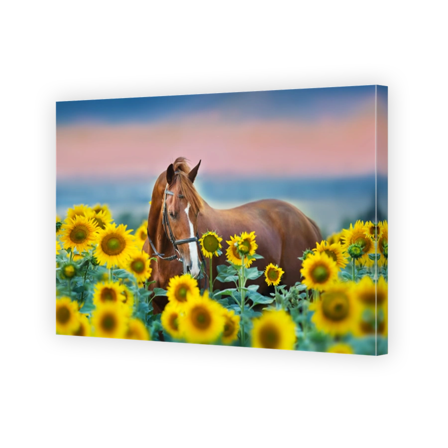 Red horse in sunflowers field