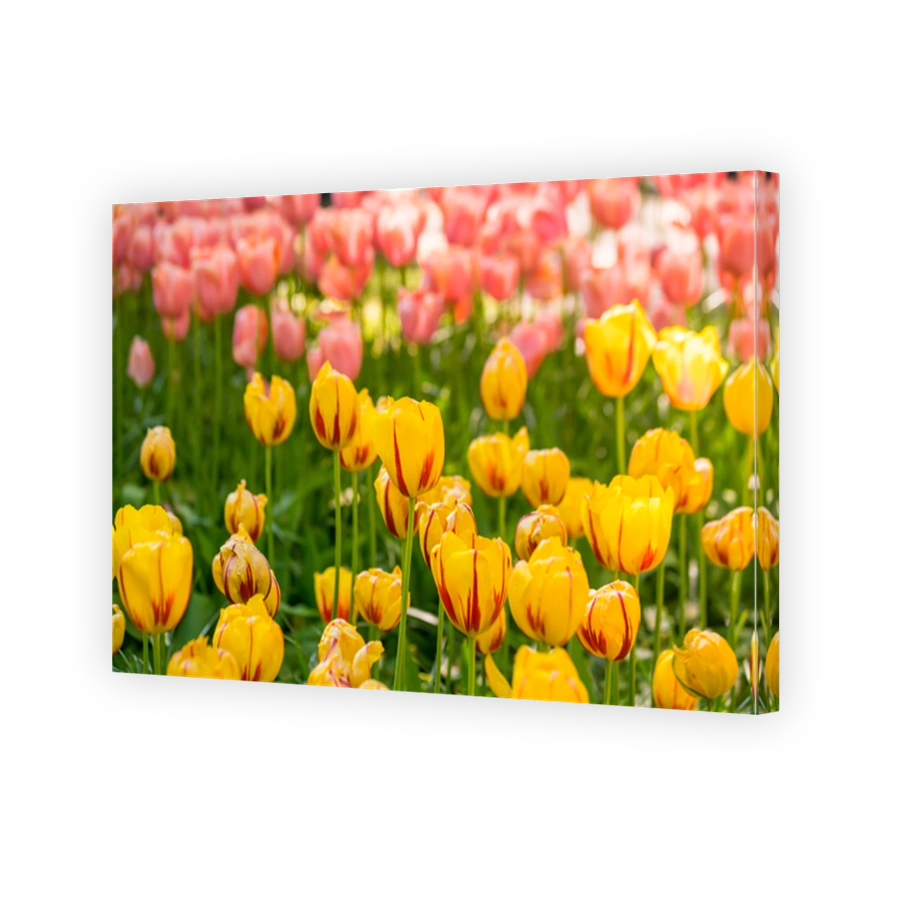 Vibrant color tulips in Holland, the netherlands