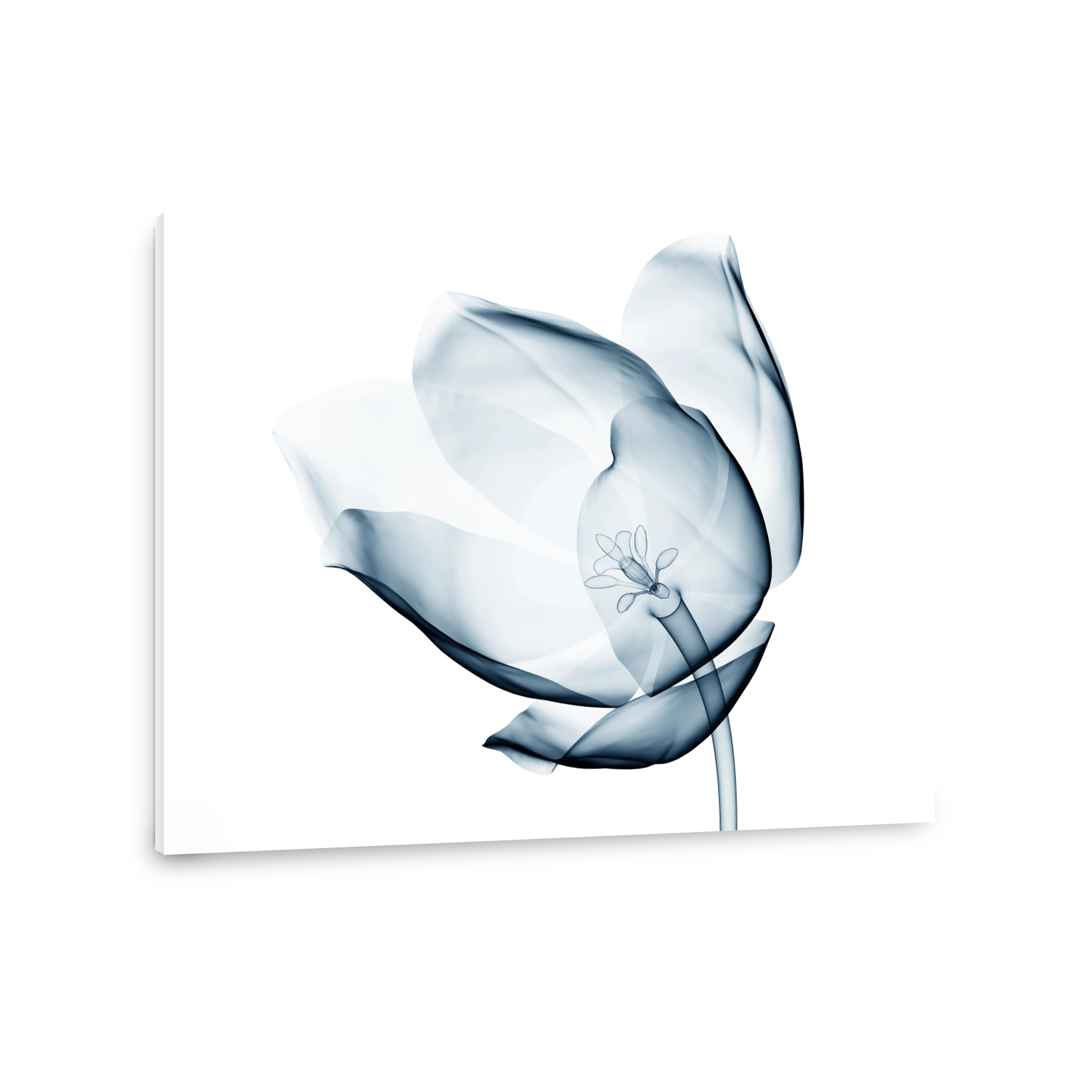 x-ray image of a flower isolated on white , the tulip
