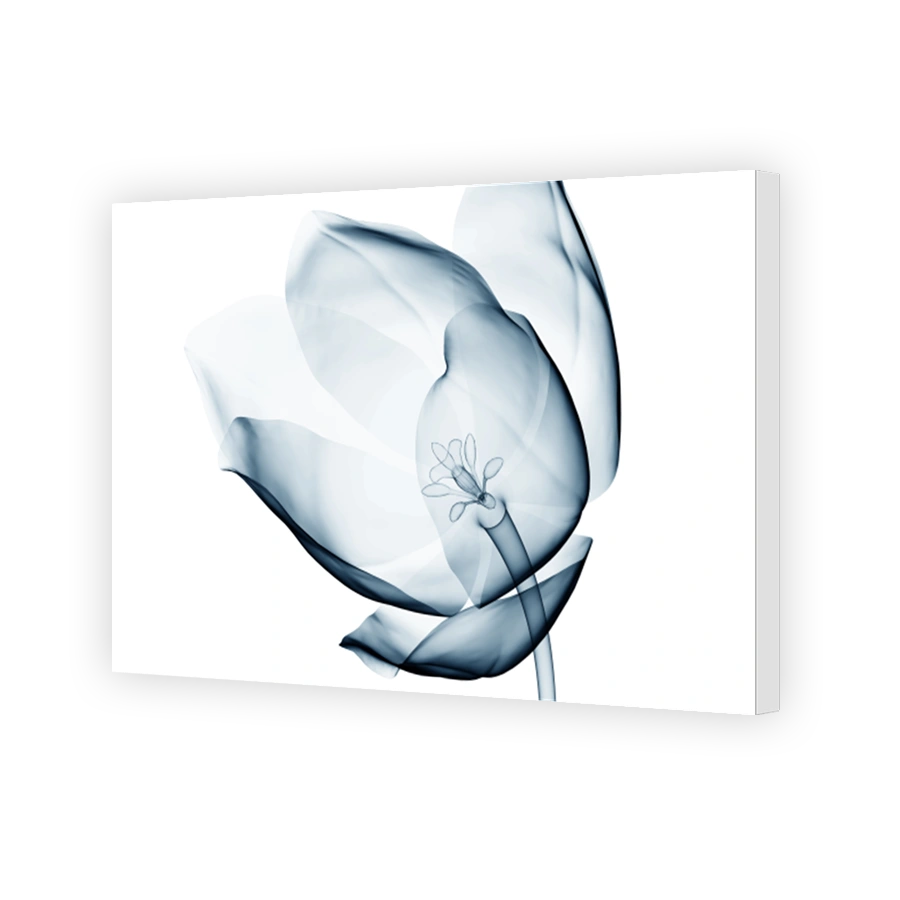 x-ray image of a flower isolated on white , the tulip