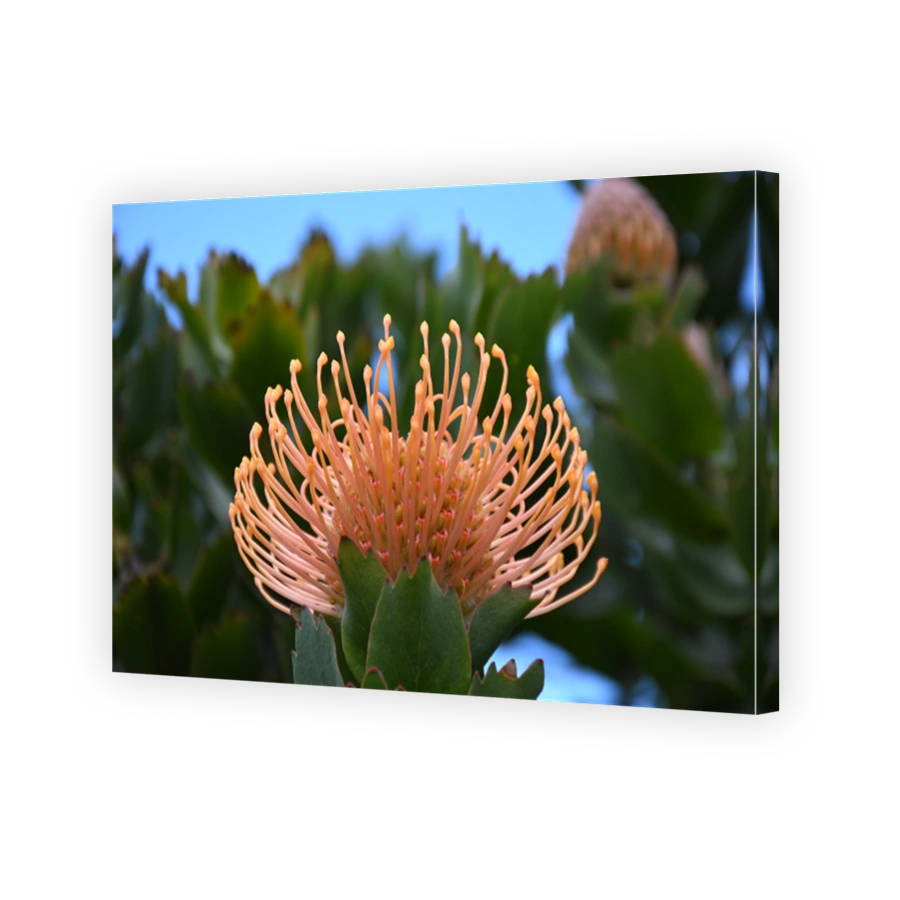 Vibrant Pincushion Flower in Bloom