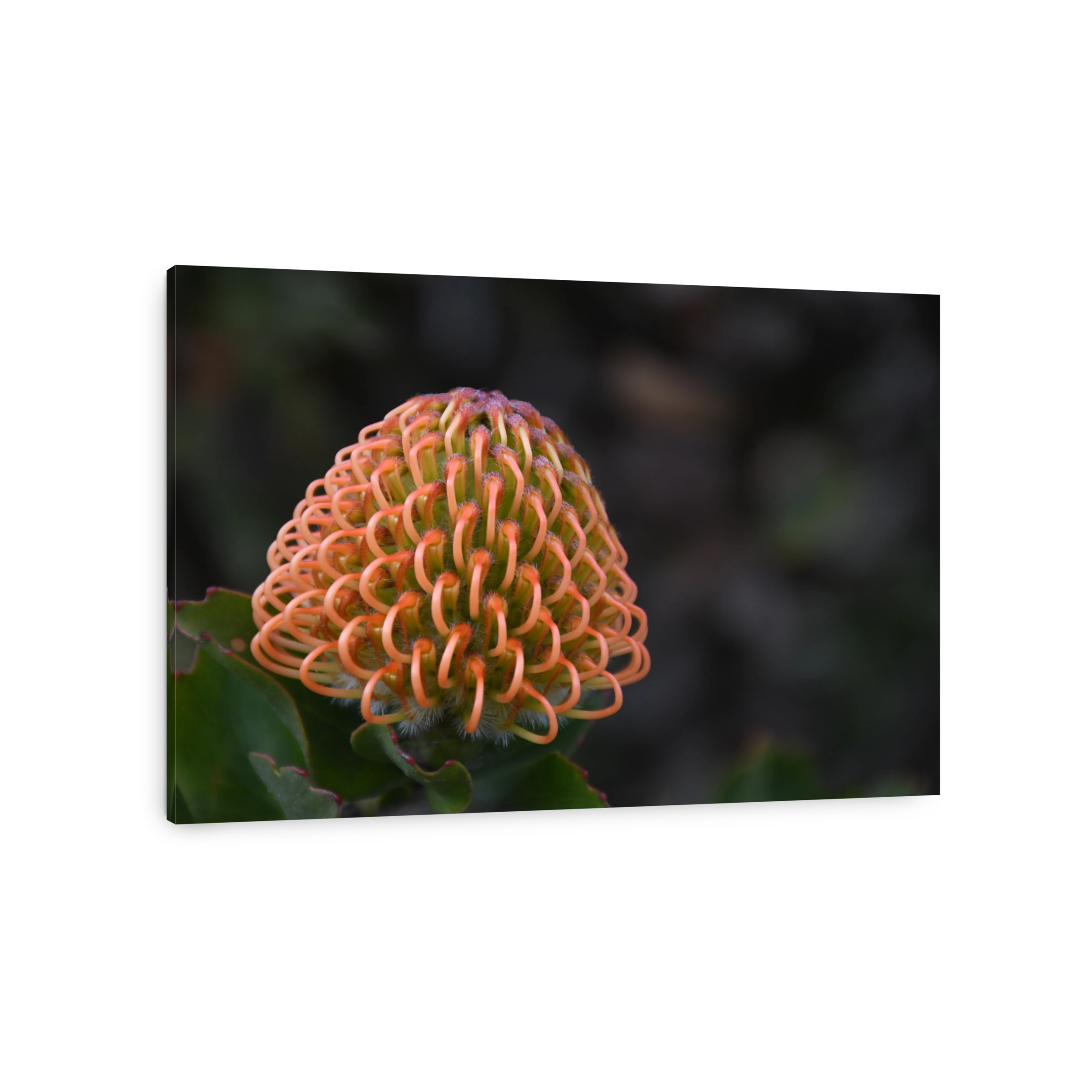 Pincushion flower