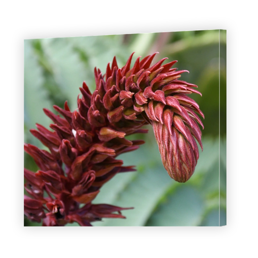 Melianthus major