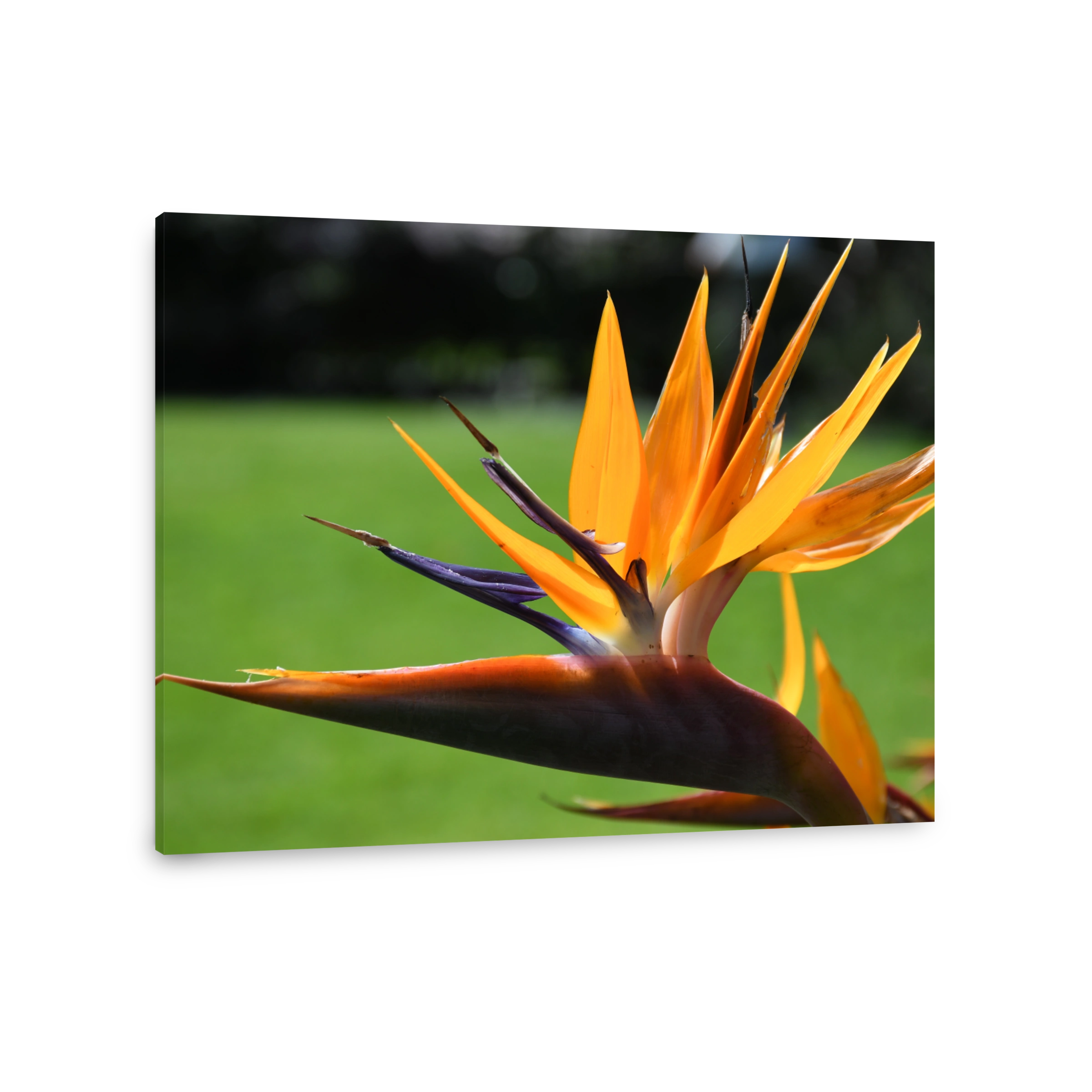 Bird of paradise