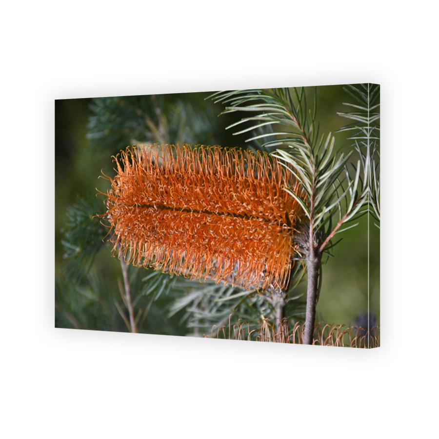Banksia