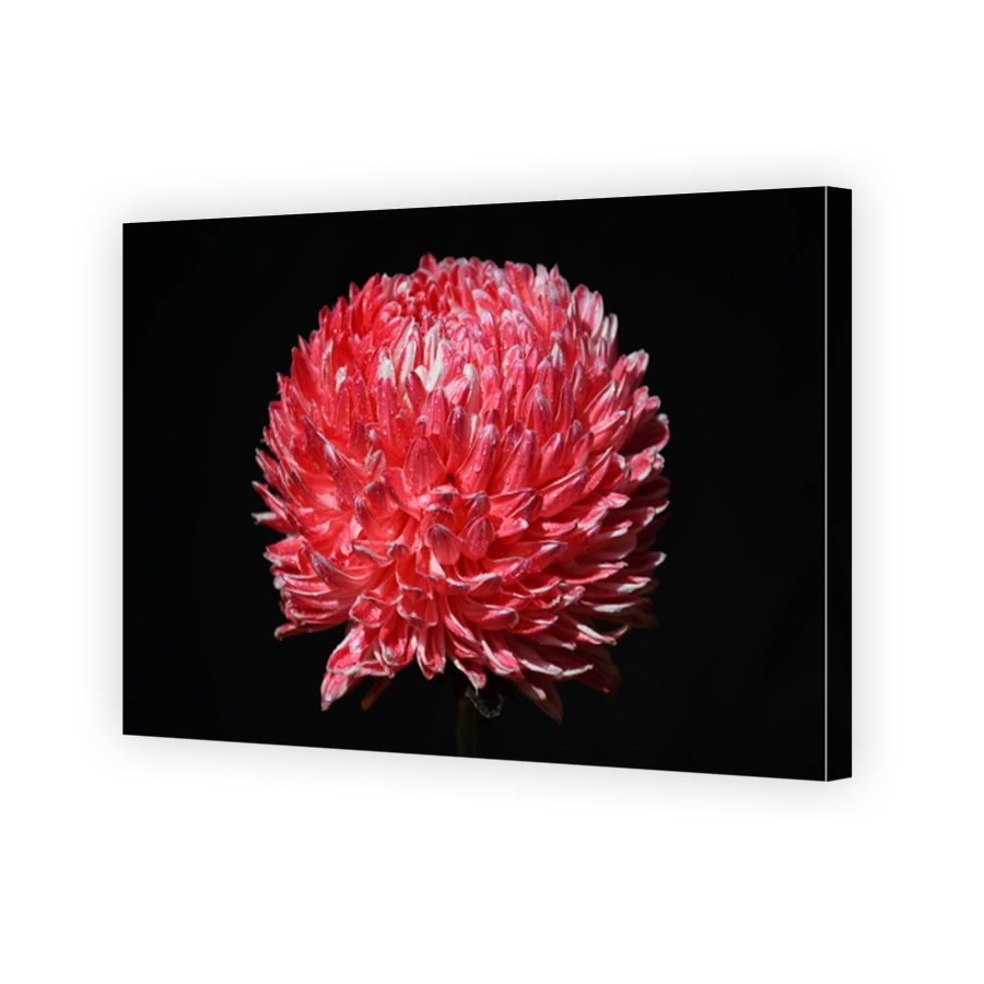 Chrysanthemum