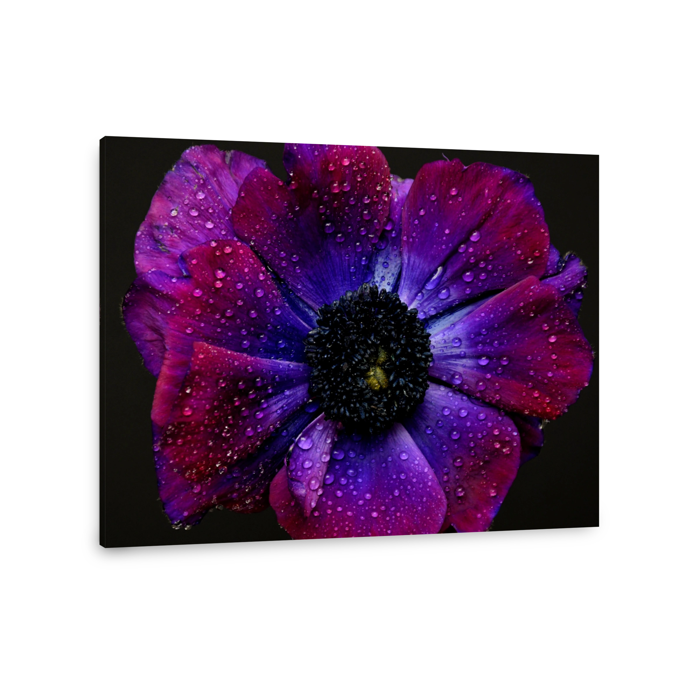 Anemone flower