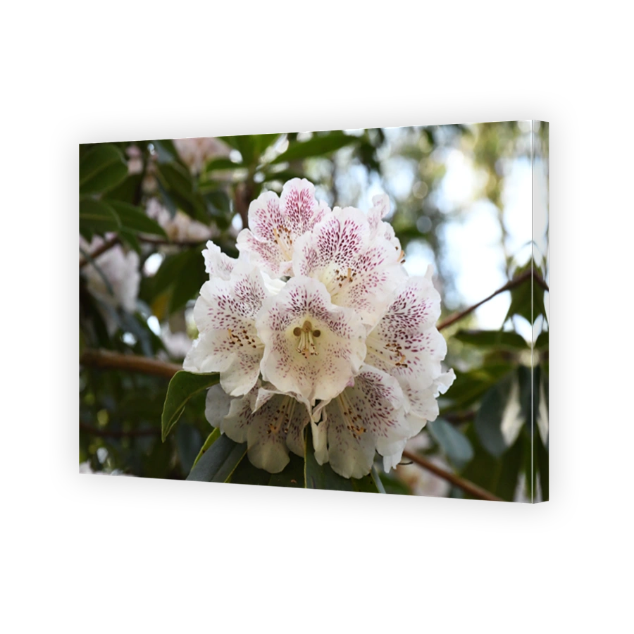 Rhododendrons