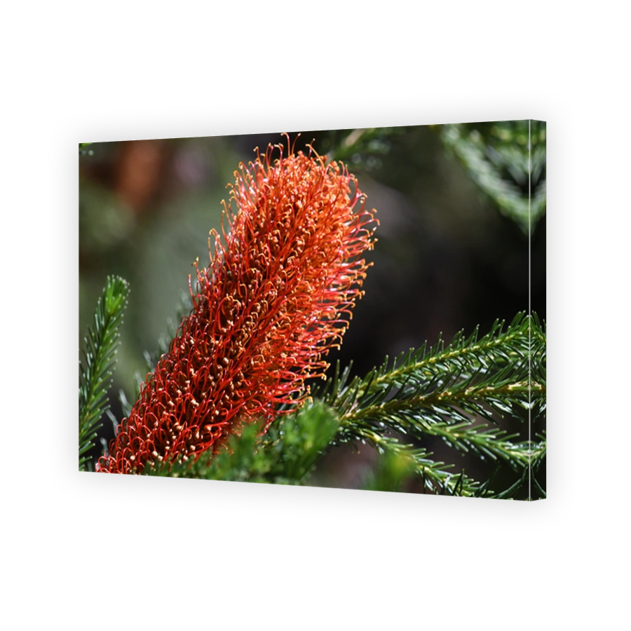 Vibrant Orange Banksia Flower in Australian Sunlight