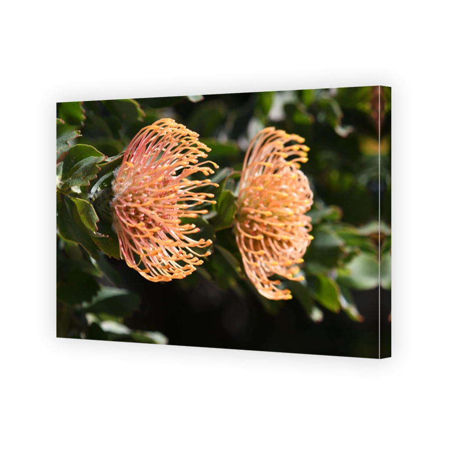 Vibrant Leucospermum Cordifolium Native Flower