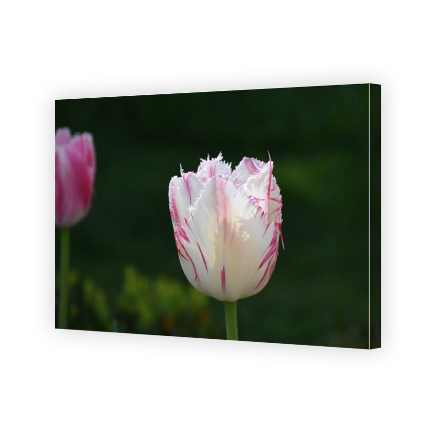 Tulip