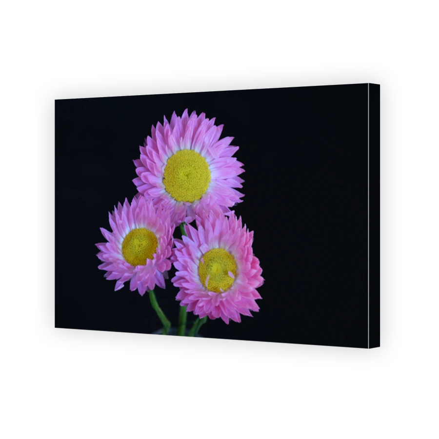 Everlasting daisy