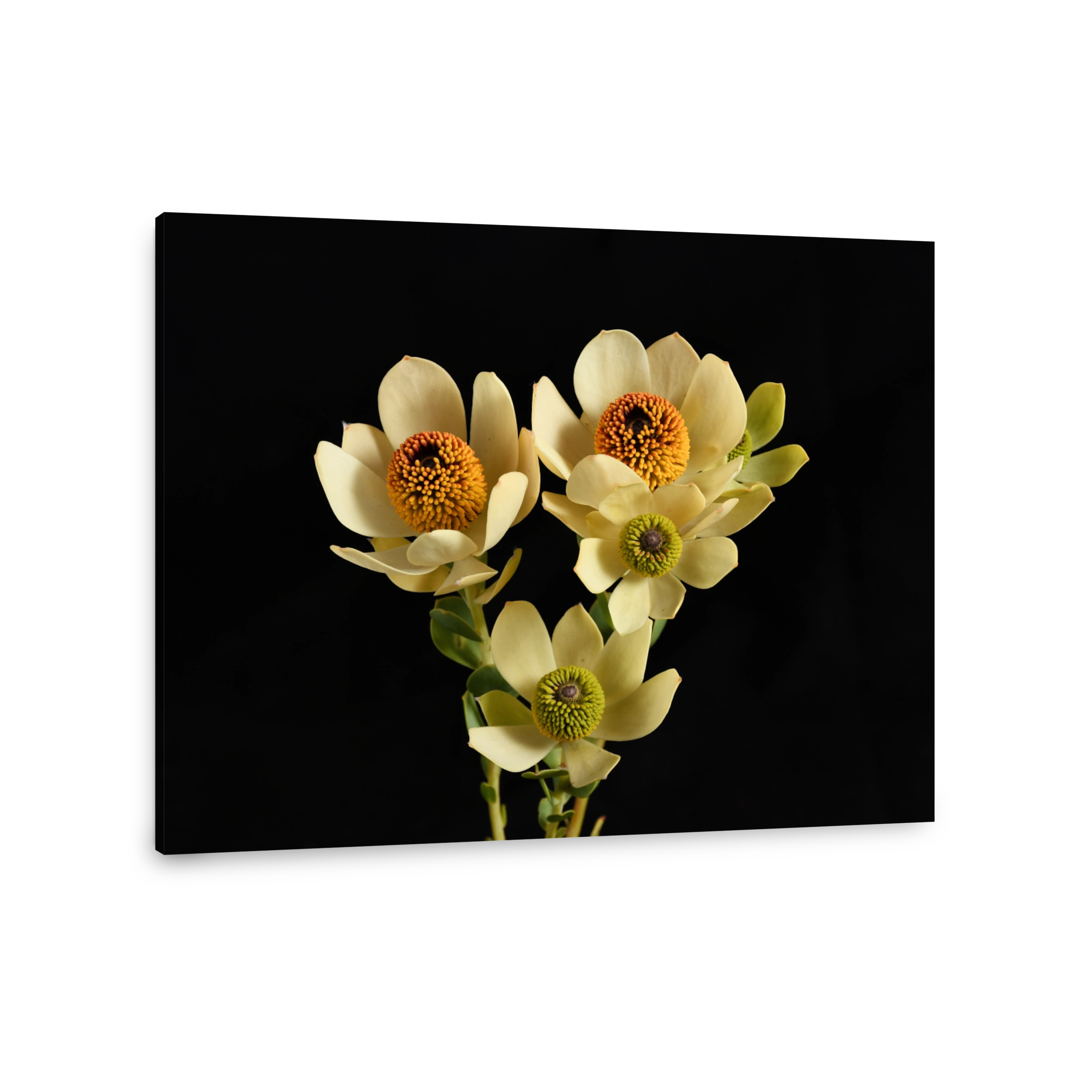 Leucadendron Australian Native Flowers