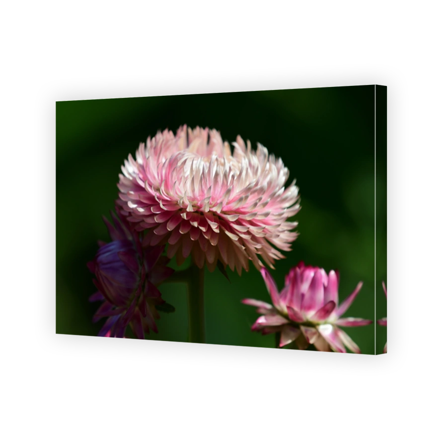 Strawflower