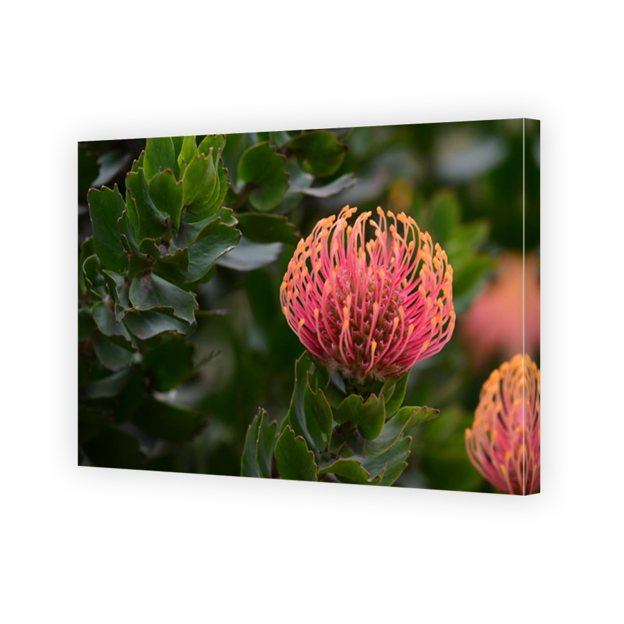 Pincushion protea