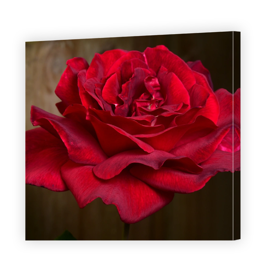 Red rose