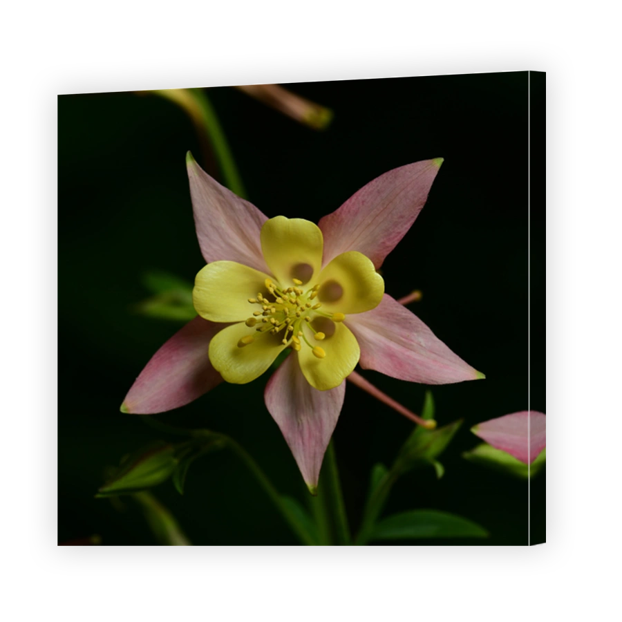 Columbine