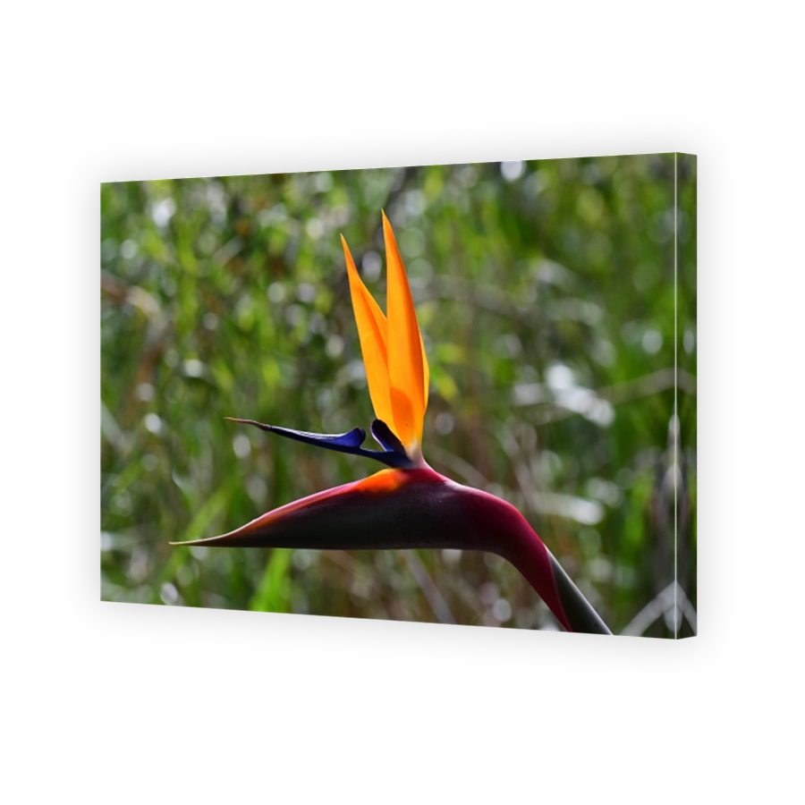 Bird of paradise