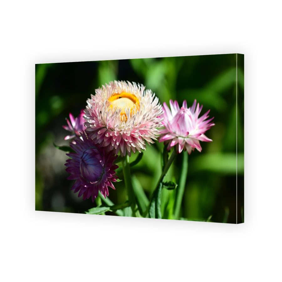 Strawflower