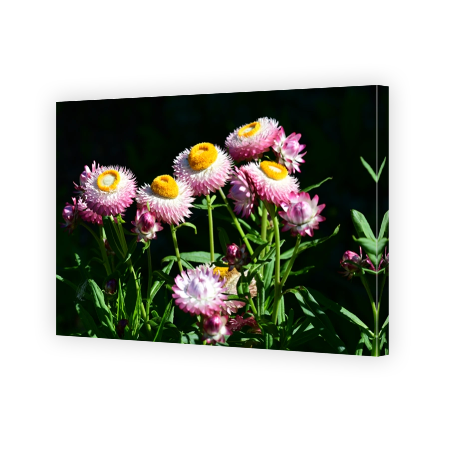 Strawflower
