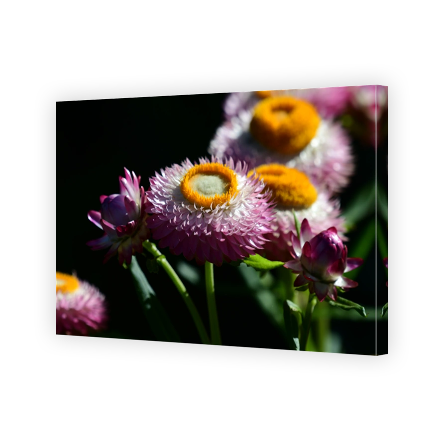 Strawflower