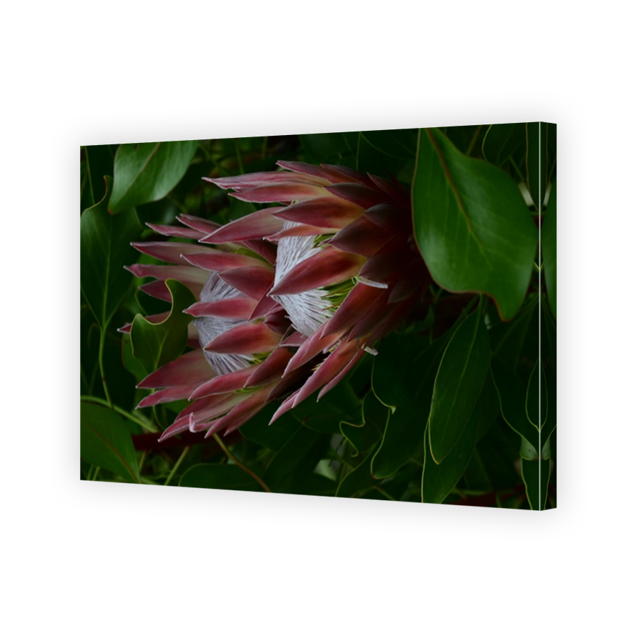 King protea