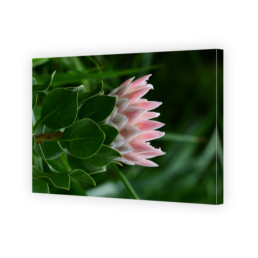 King protea