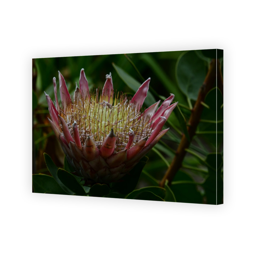 King protea
