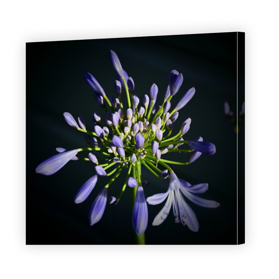 Agapanthus