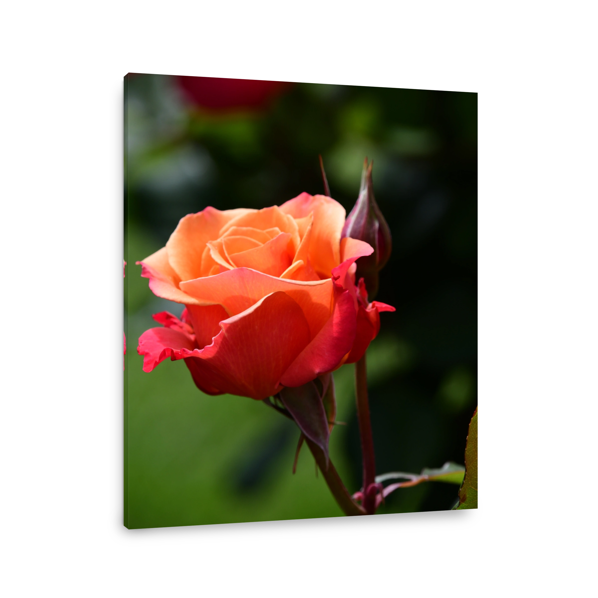 Rose bud