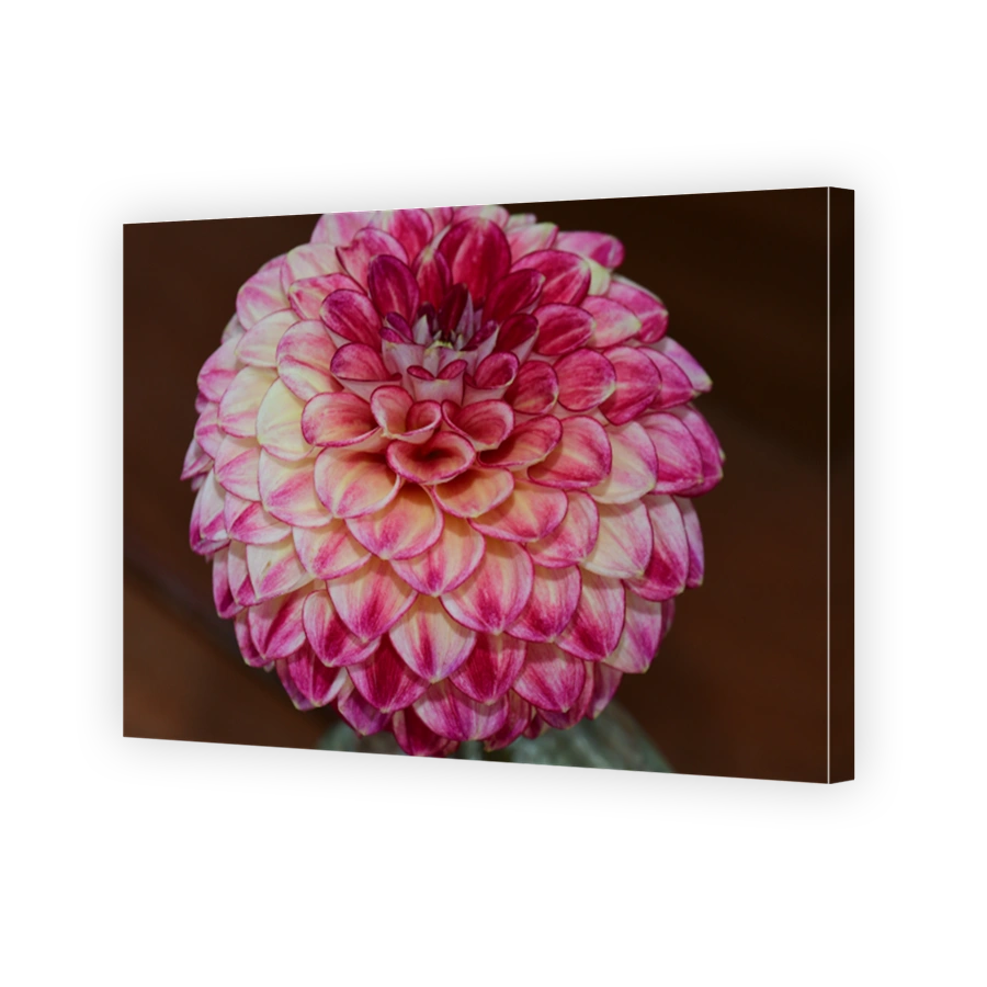 Dahlia flower