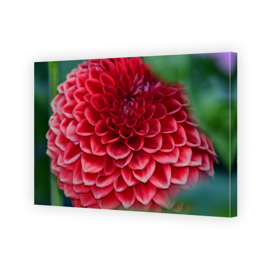 Dahlia flower