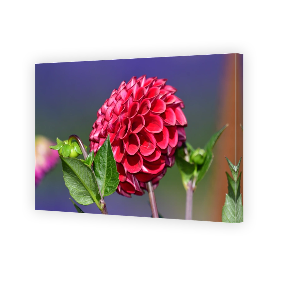 Dahlia in full bloom