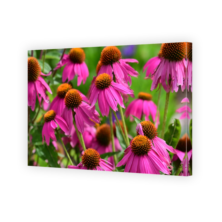 Vibrant flowers