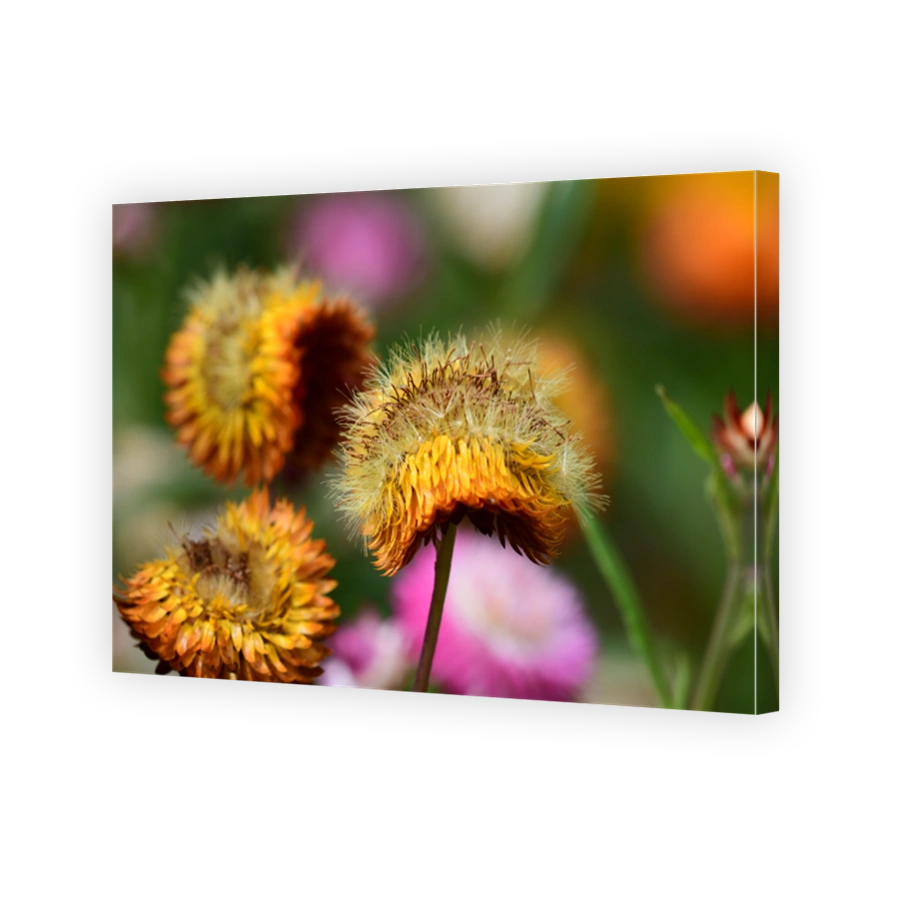Strawflower closeup
