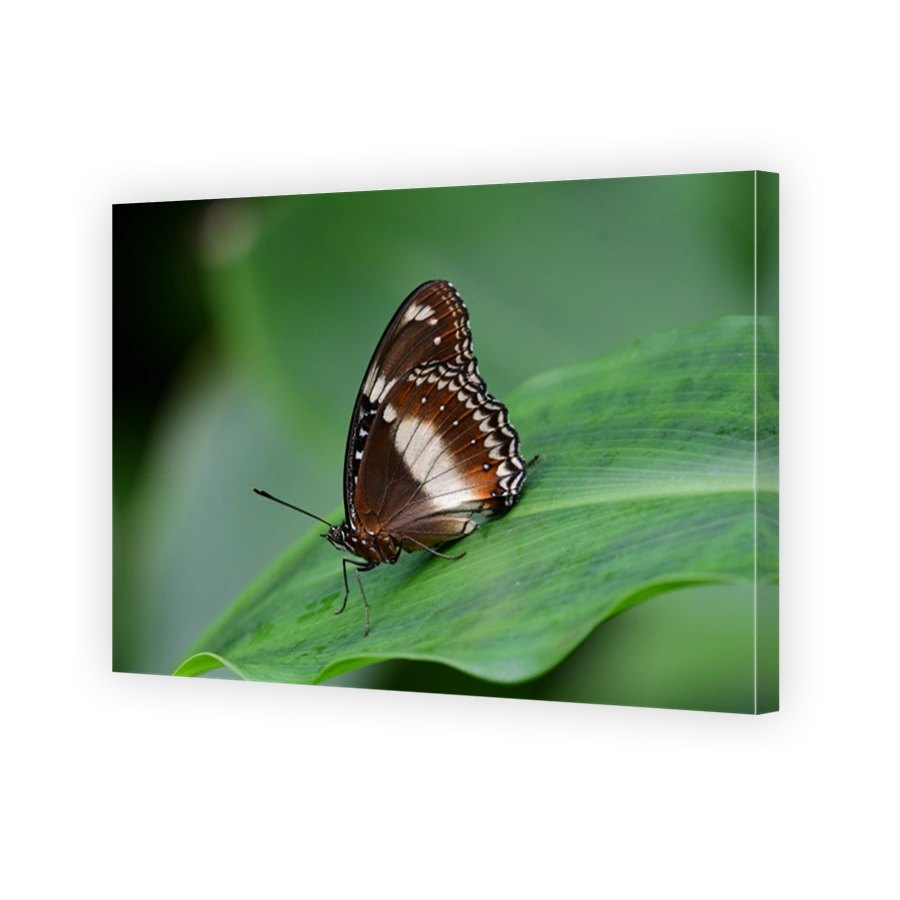 Butterfly on a tropical leaf