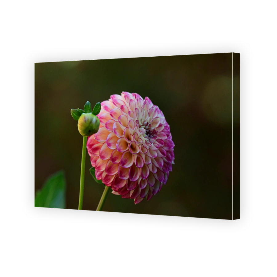 Dahlia flower in full bloom