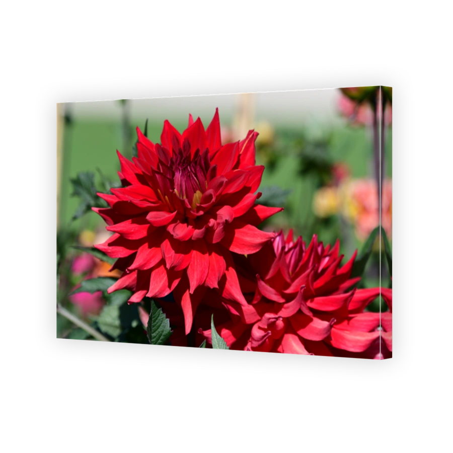 Dahlia flower