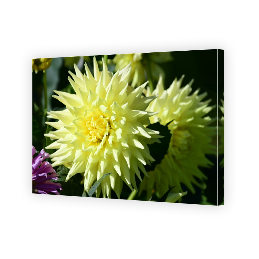 Dahlia flower