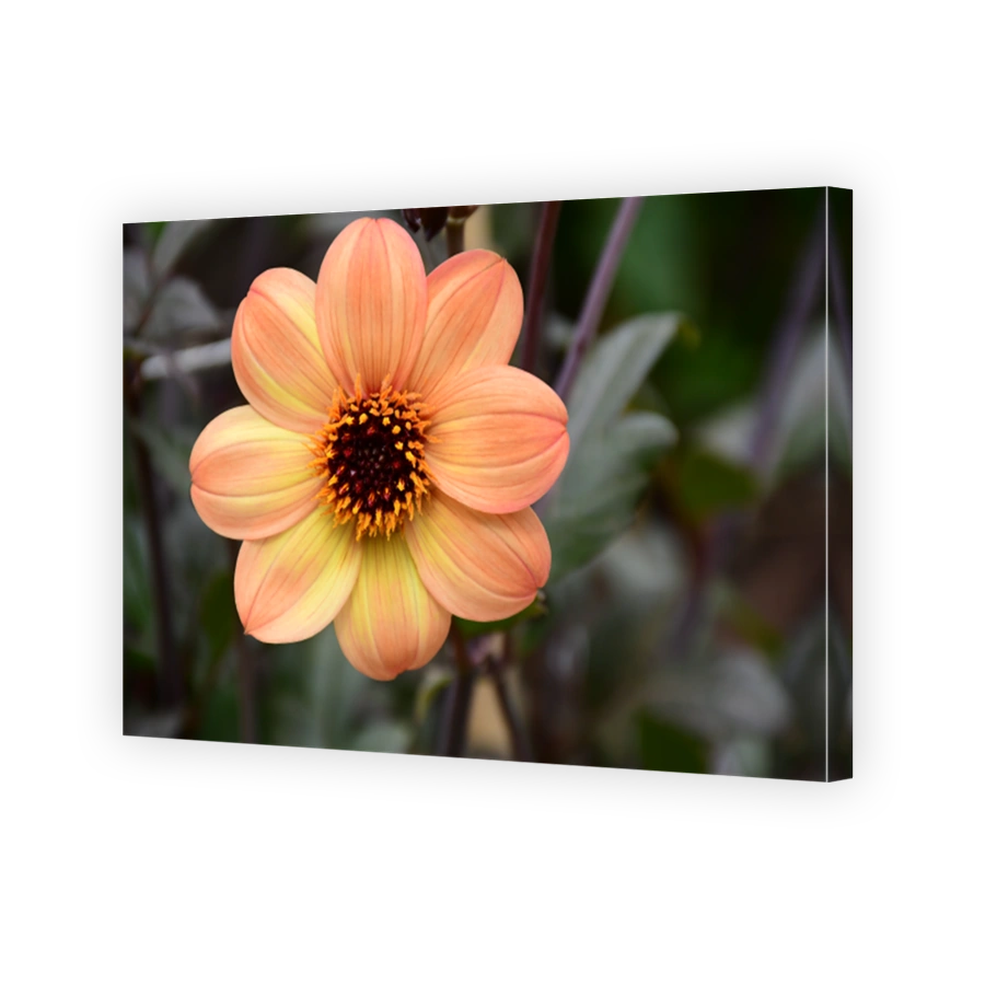 Dahlia flower