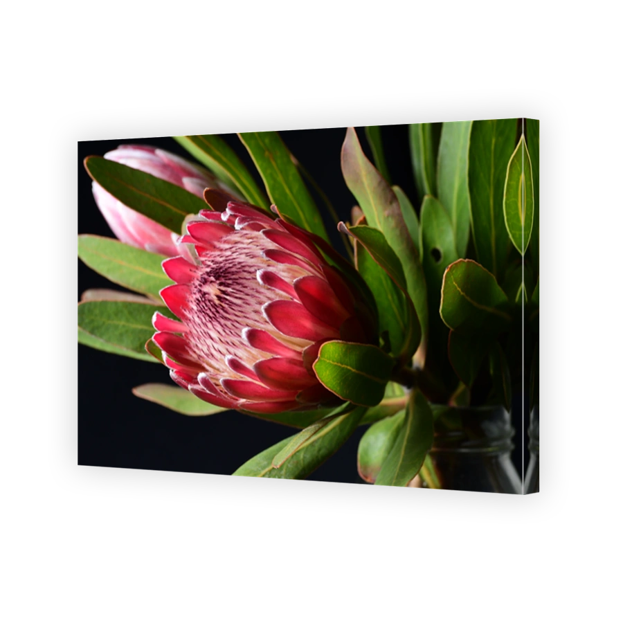 Protea flower