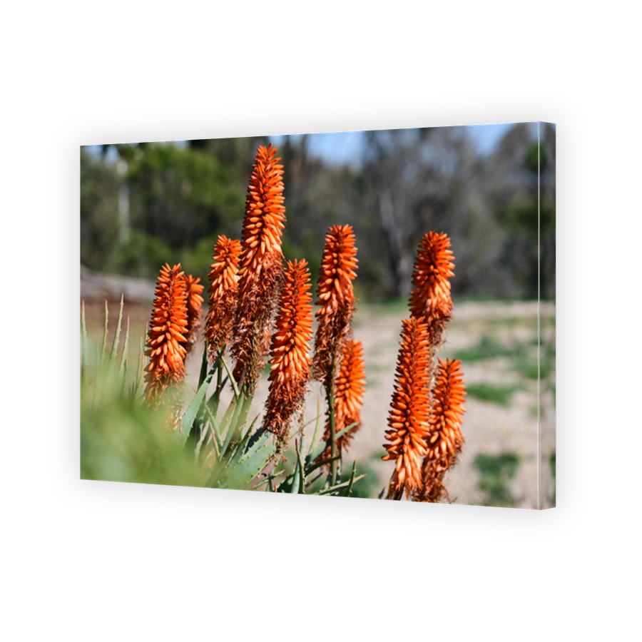 Aloe Vera plant in flower