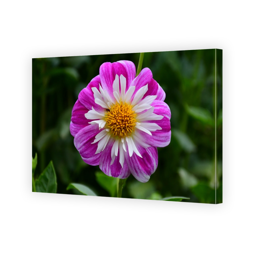 Vibrant Dahlia Flower Photography