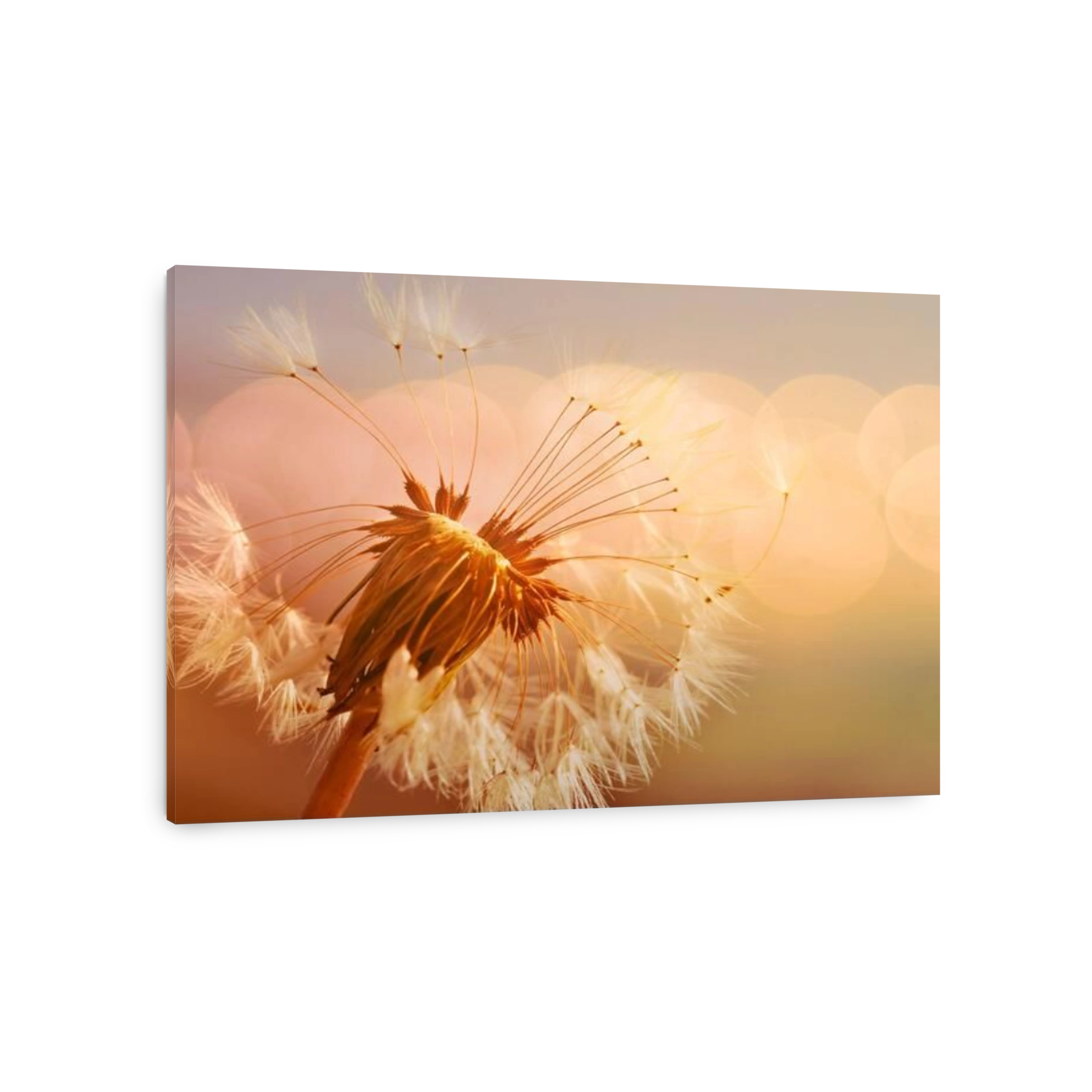 Dandelion close up in soft light
