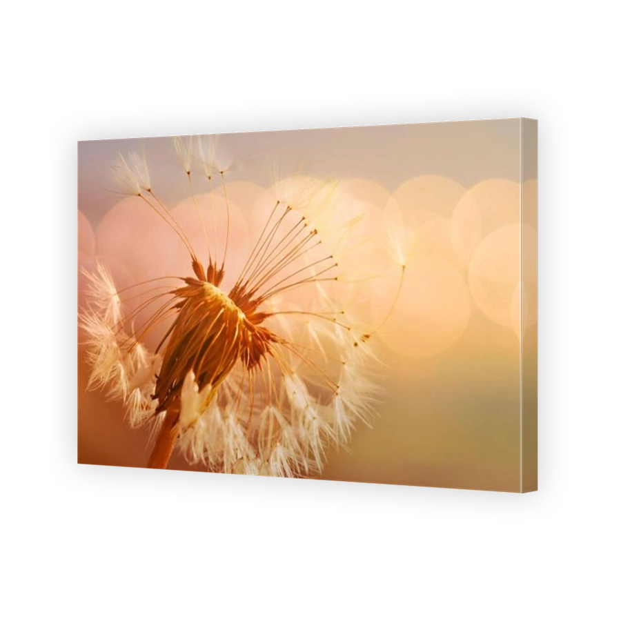 Dandelion close up in soft light