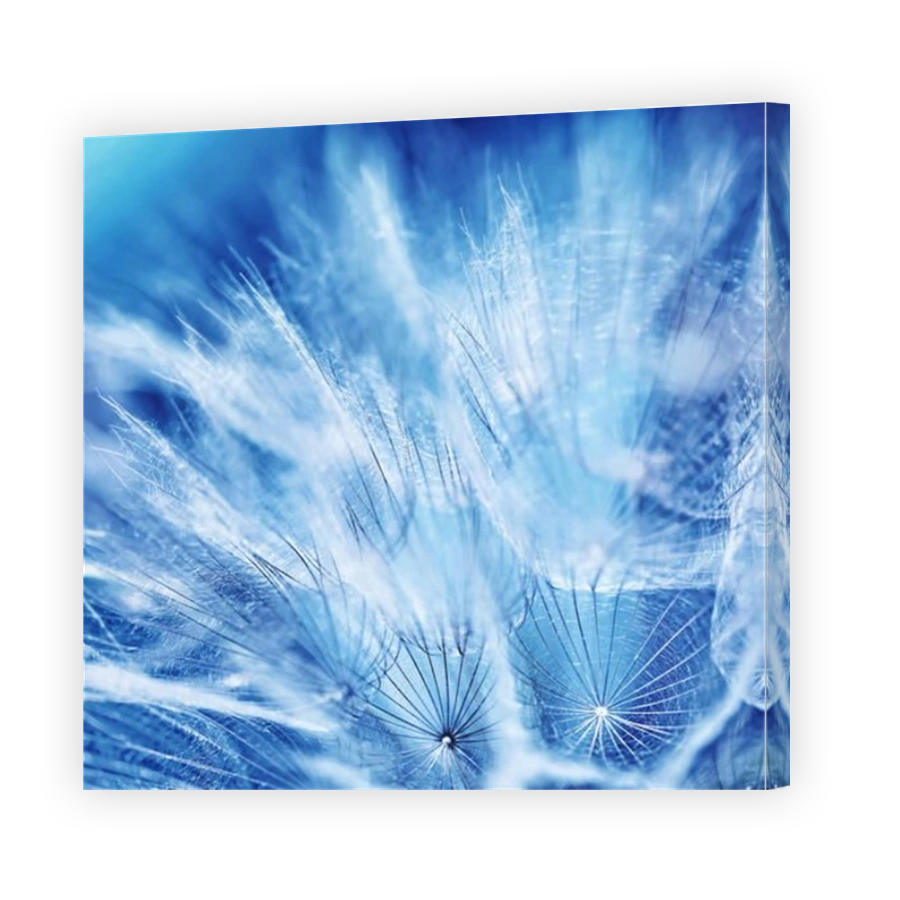 Beautiful dandelion background, abstract floral blue backdrop, macro photo of gentle dry soft flower, beauty of spring nature
