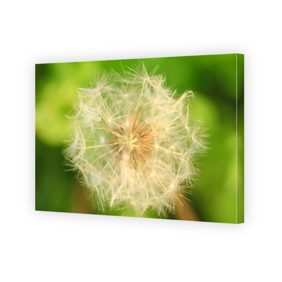 Dandelion close up shot with green background