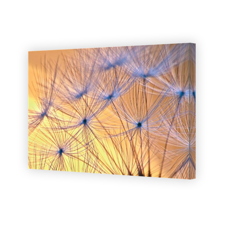 Dandelion- close-up during the sunset