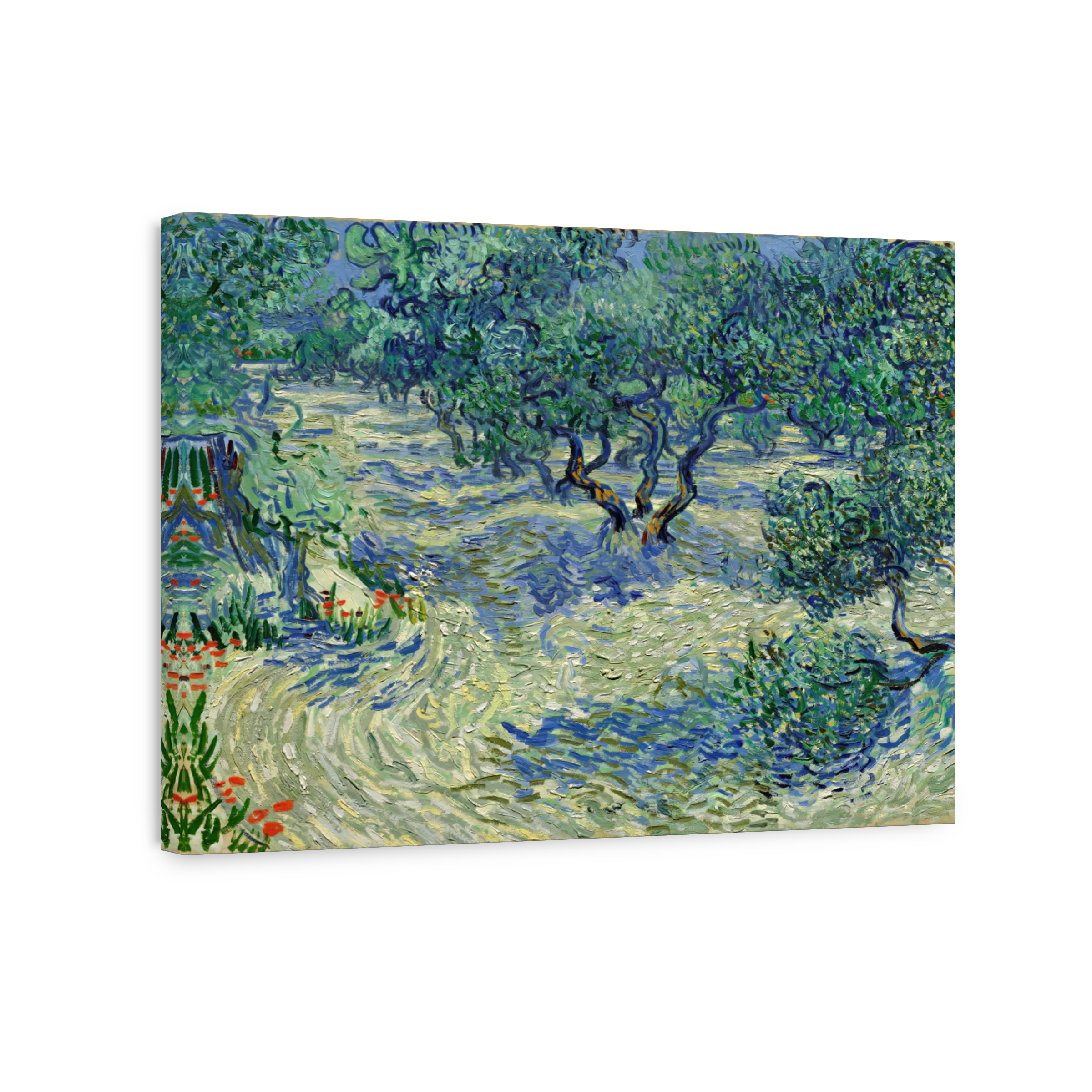 Olive Orchard